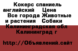 Кокерс спаниель английский  › Цена ­ 4 500 - Все города Животные и растения » Собаки   . Калининградская обл.,Калининград г.